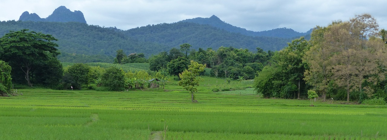 landscape rice thailand free photo