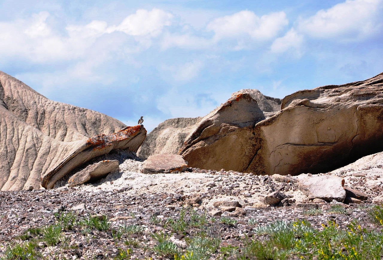 landscape rocks bird free photo