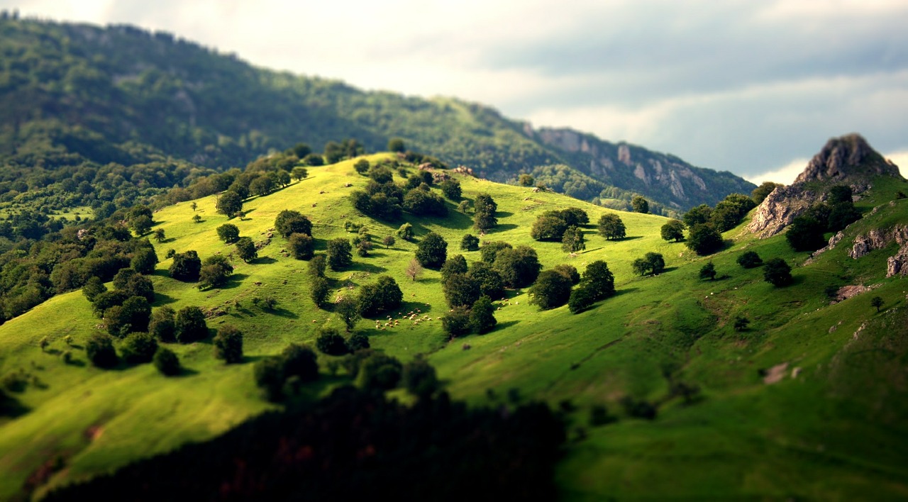 landscape trees green free photo