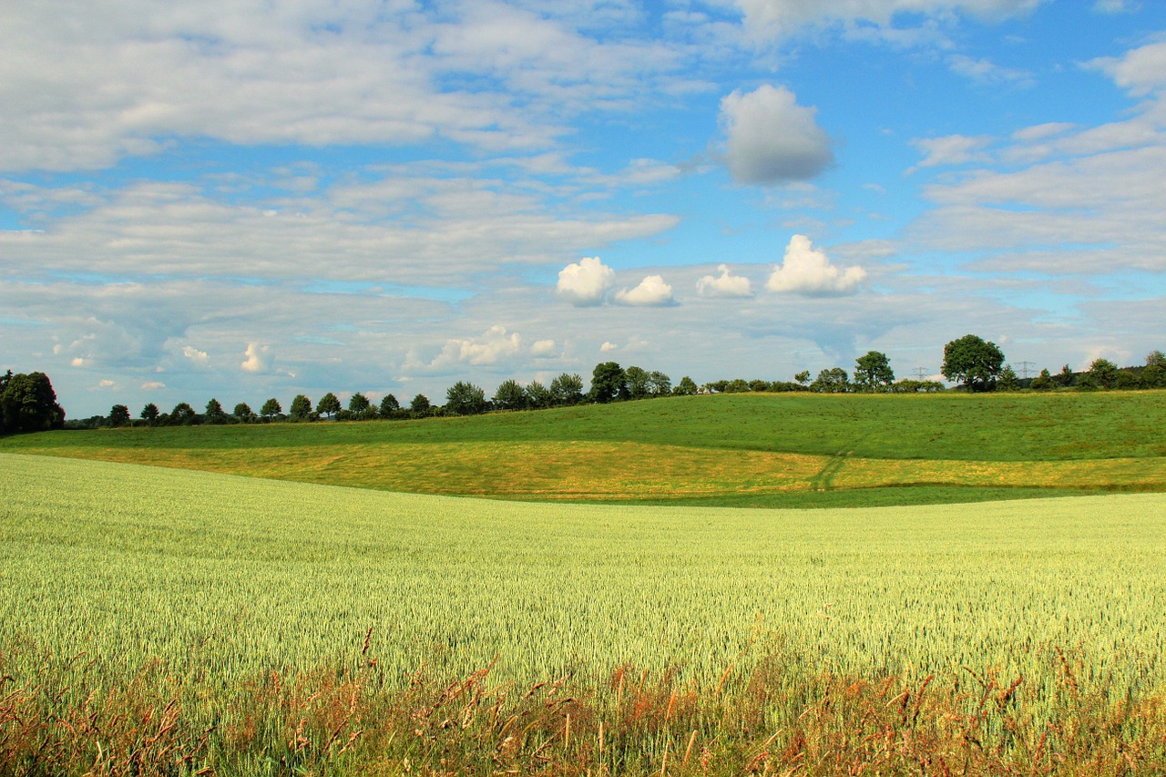 landscape spring field free photo