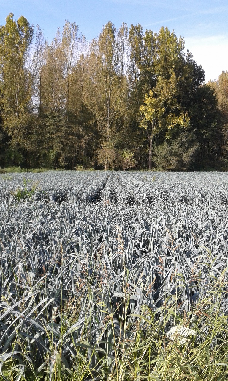 landscape autumn leek free photo