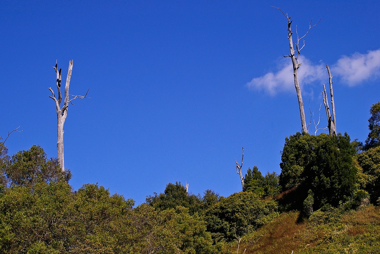 landscape trees dead trees free photo