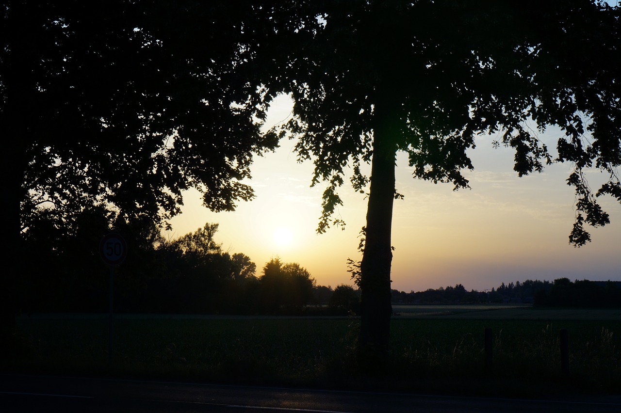 landscape trees nature free photo