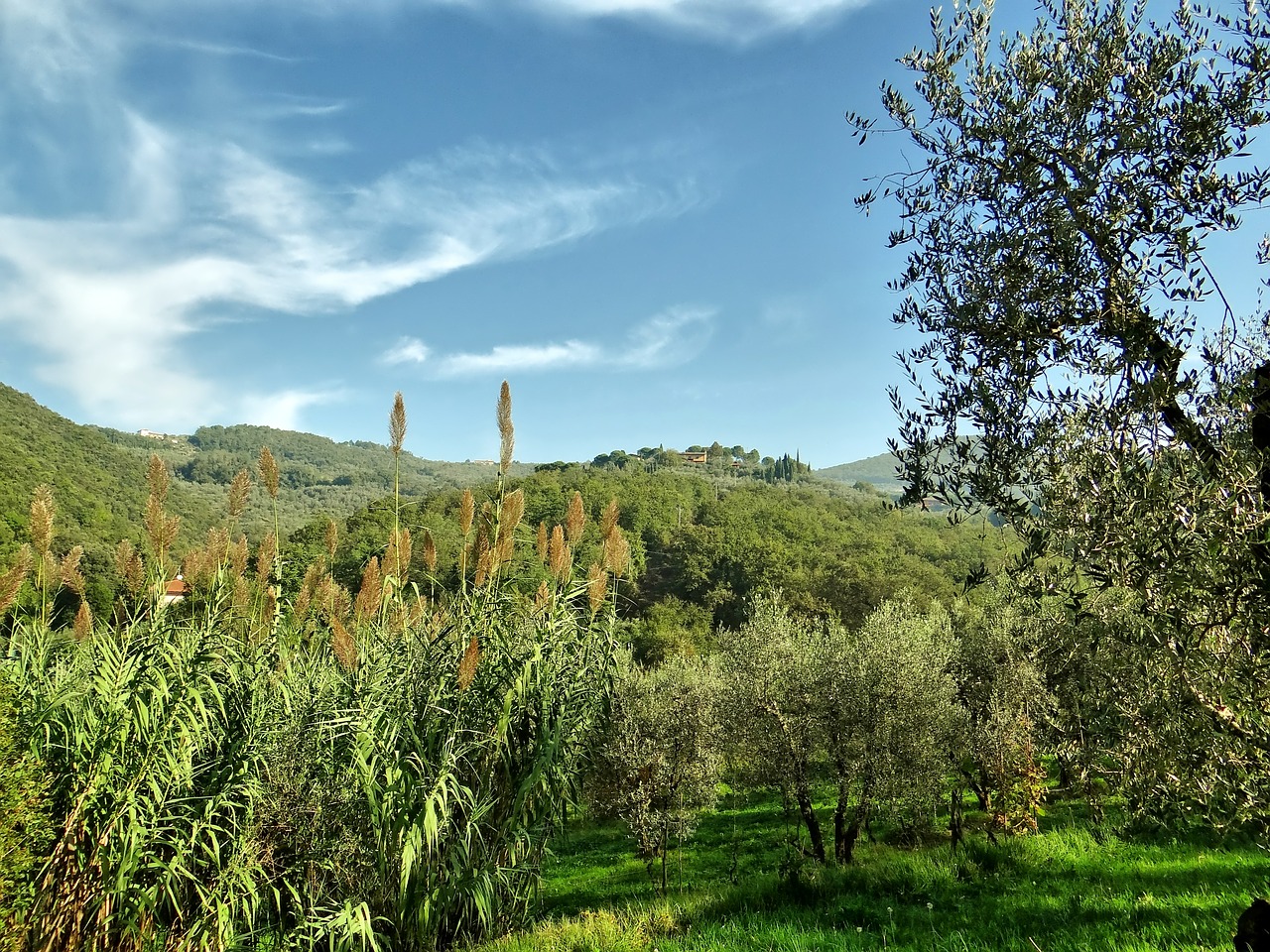 landscape tuscany olive tree free photo