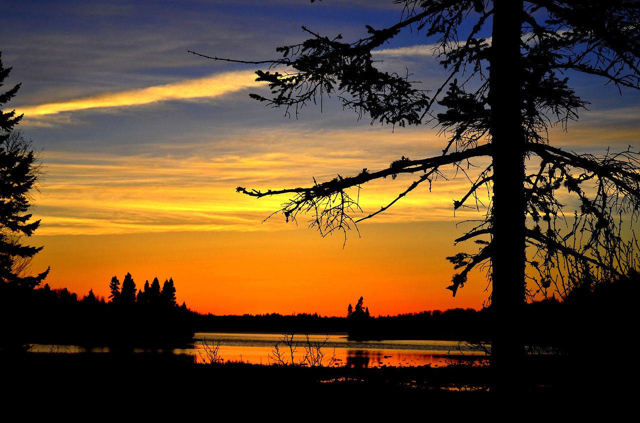 landscape tree nature free photo