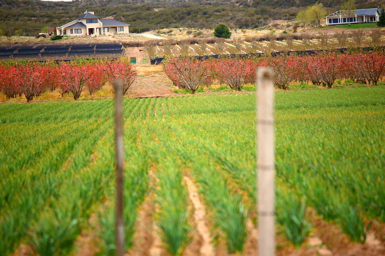 landscape plantation field free photo