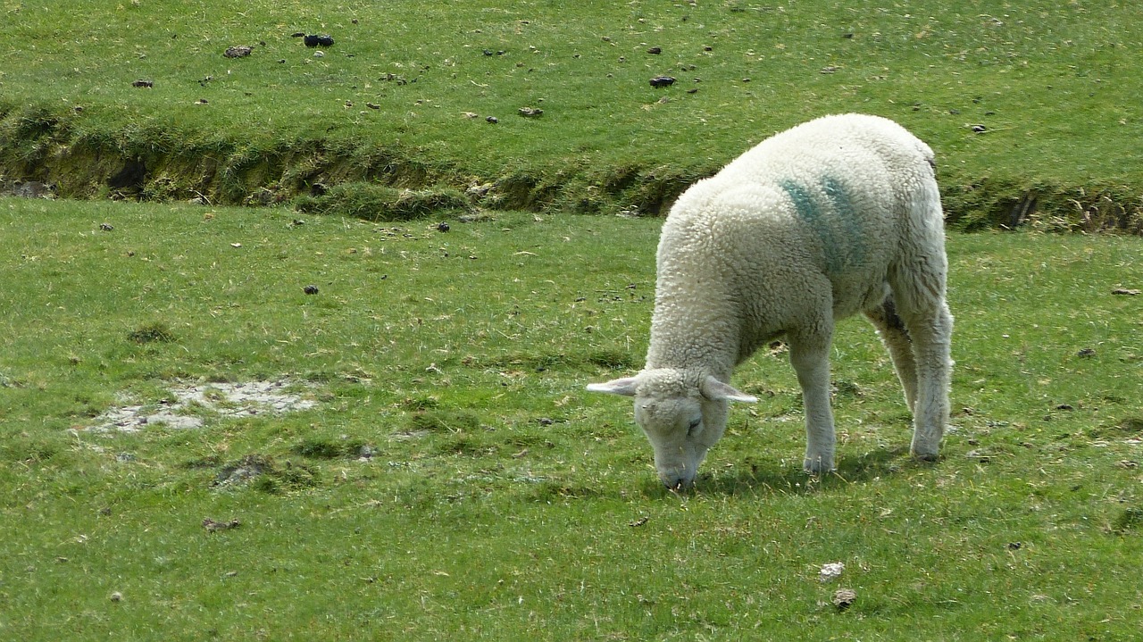 landscape sheep lamb free photo