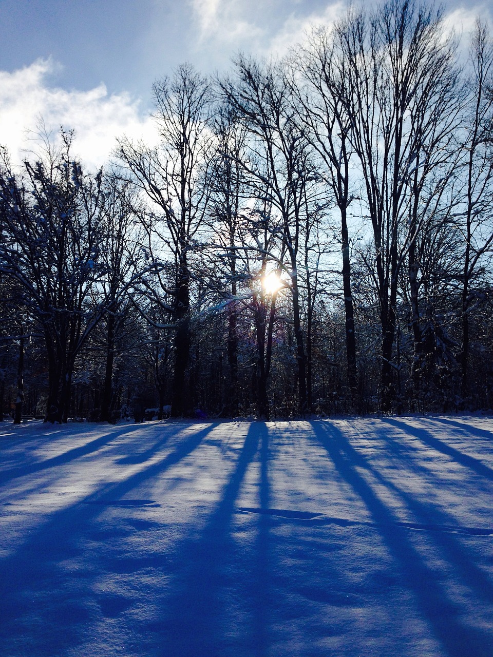 landscape nature forest free photo