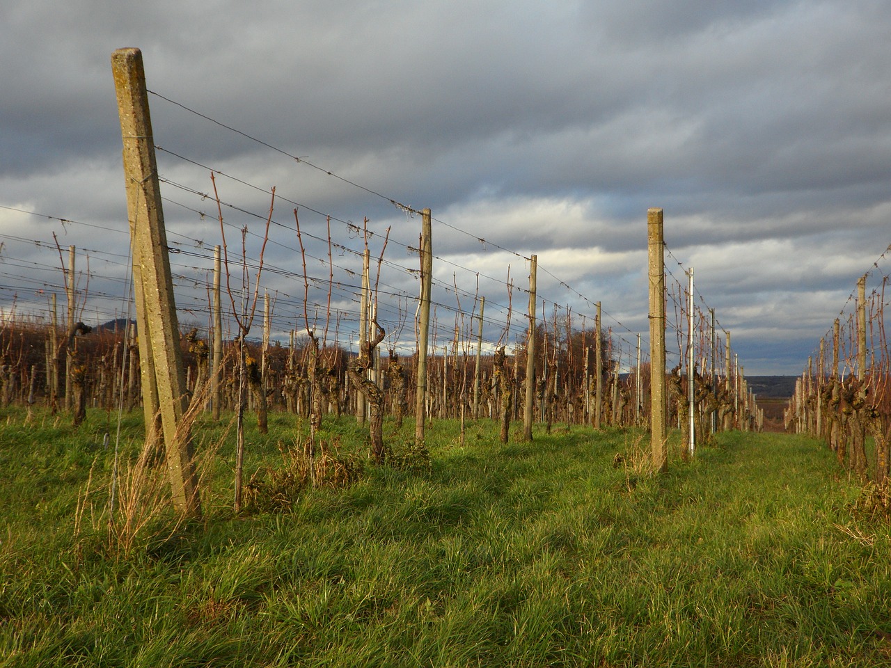 landscape vines winegrowing free photo