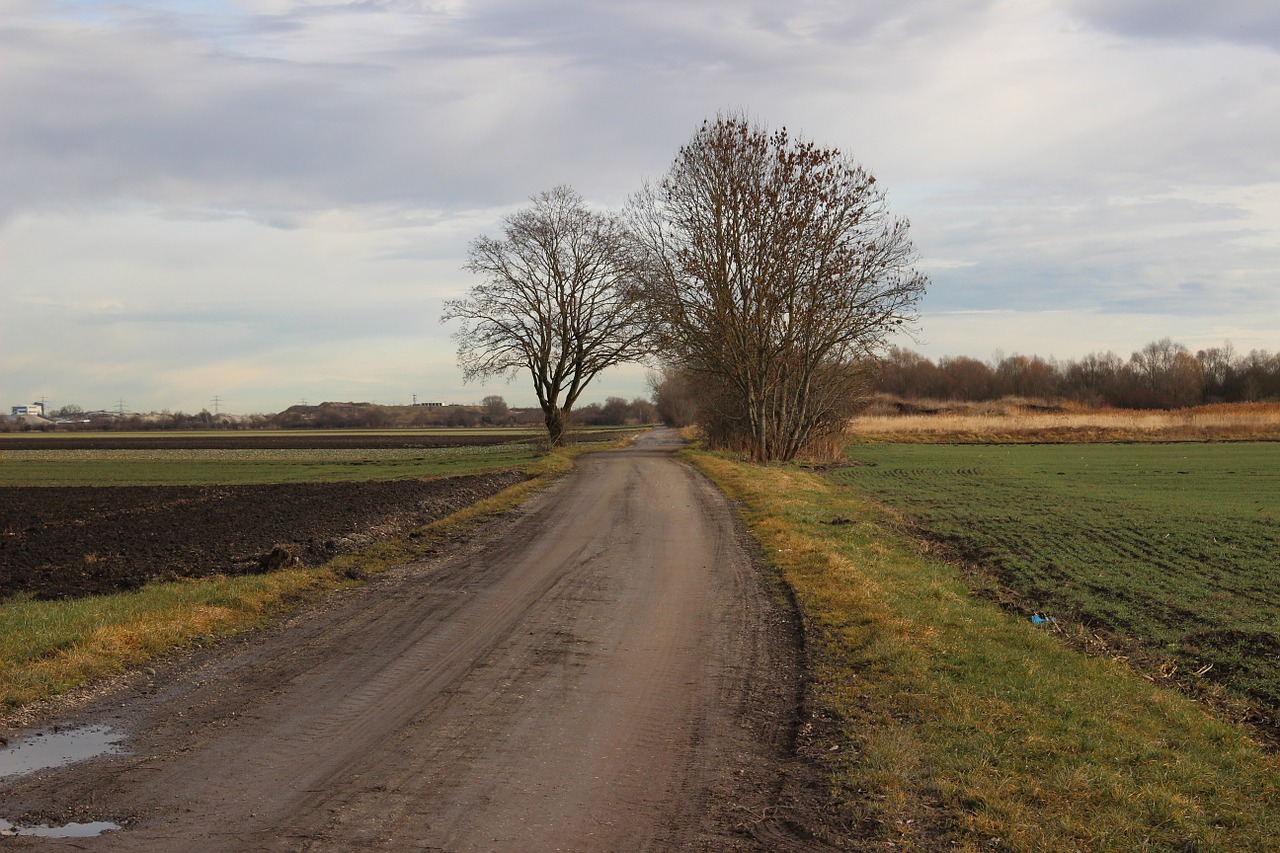 landscape tree nature free photo