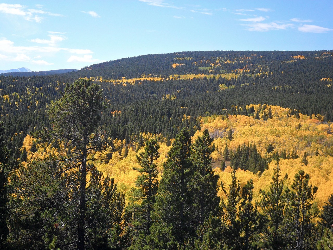 landscape trees yellow free photo