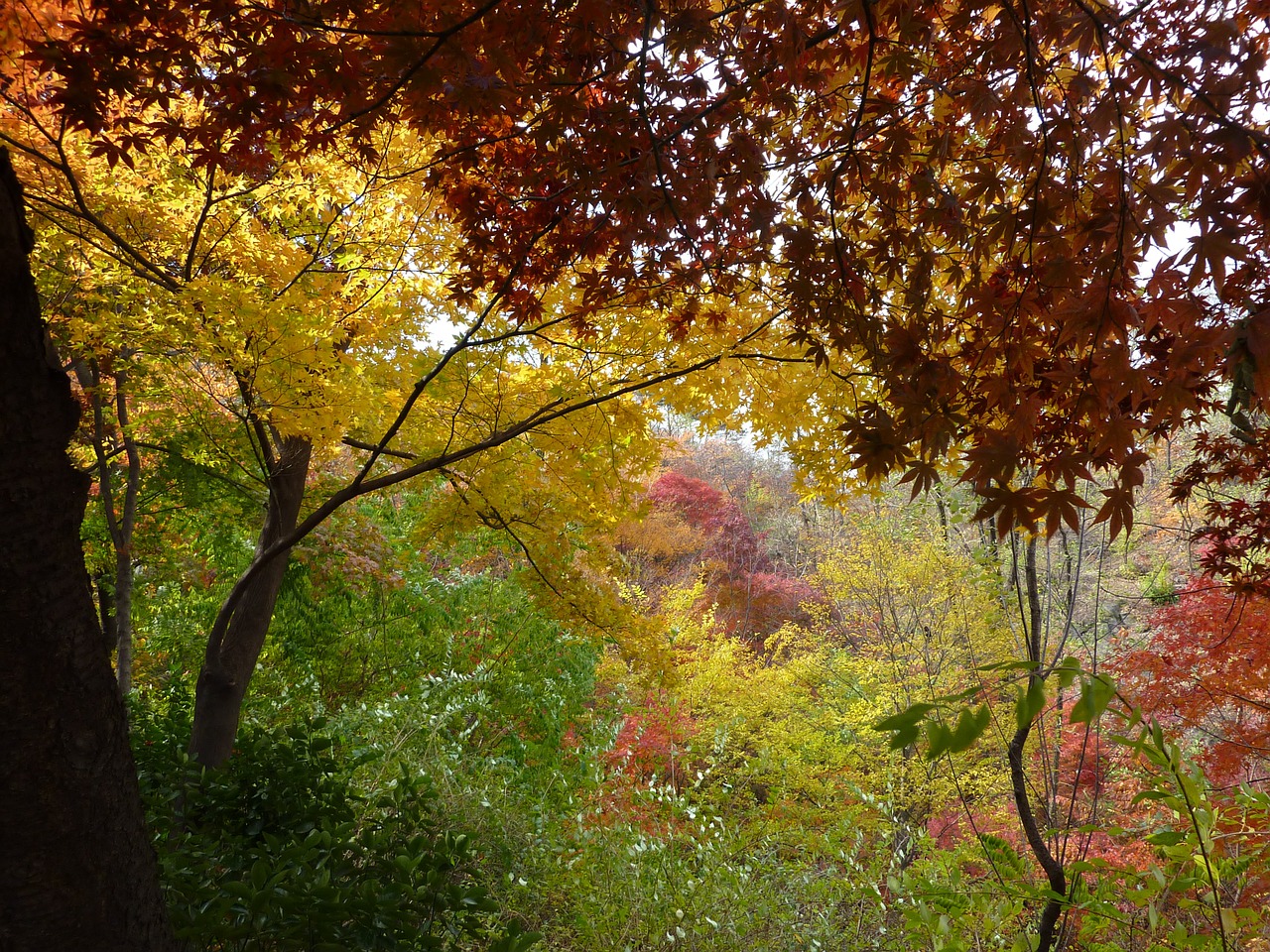 landscape autumn autumn leaves free photo