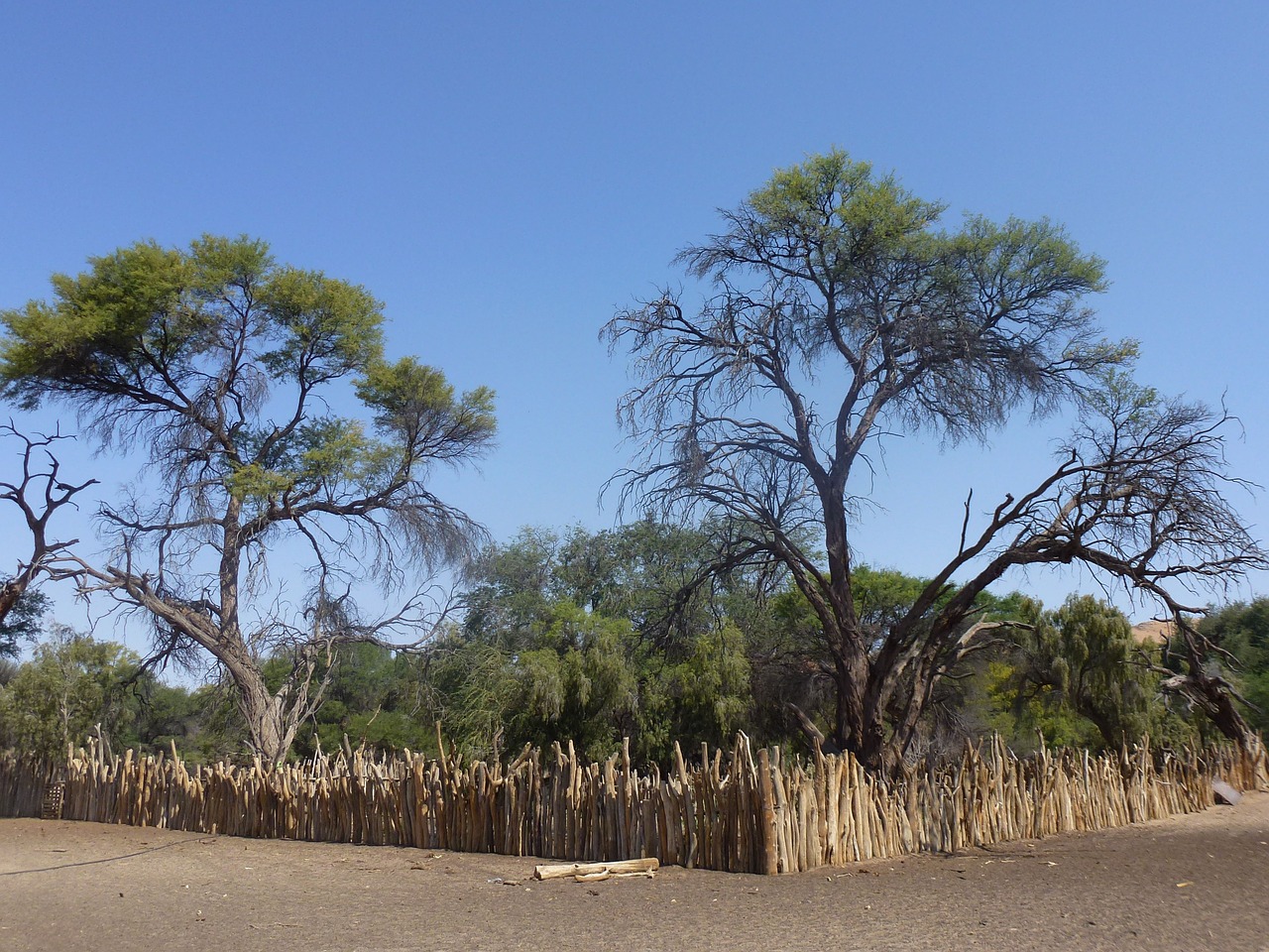 landscape trees namibia free photo