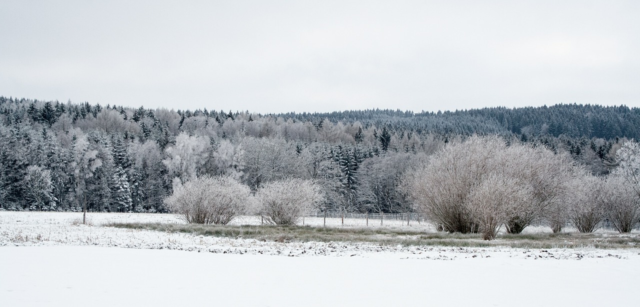 landscape panorama forest free photo