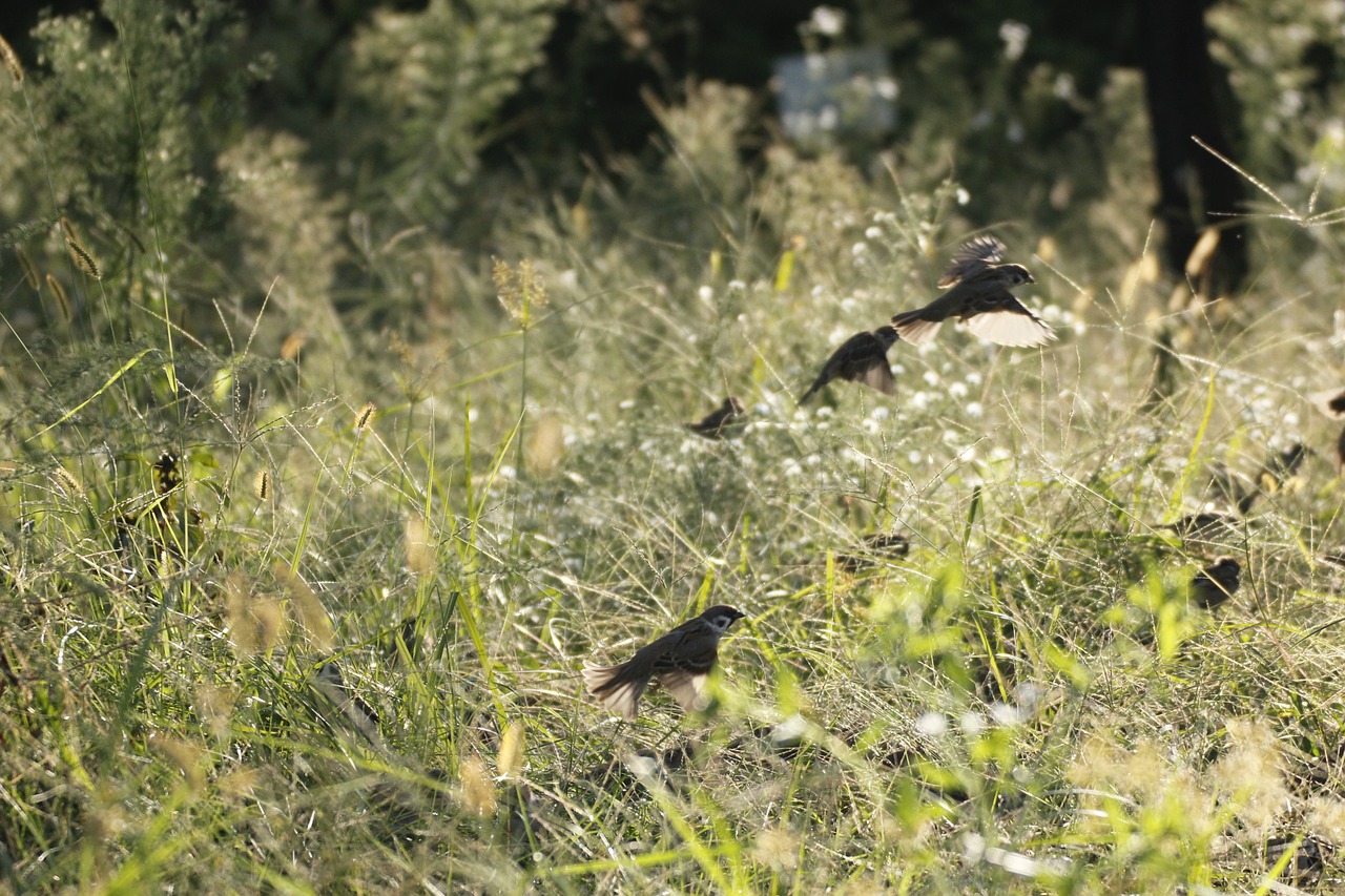 landscape nature birds free photo