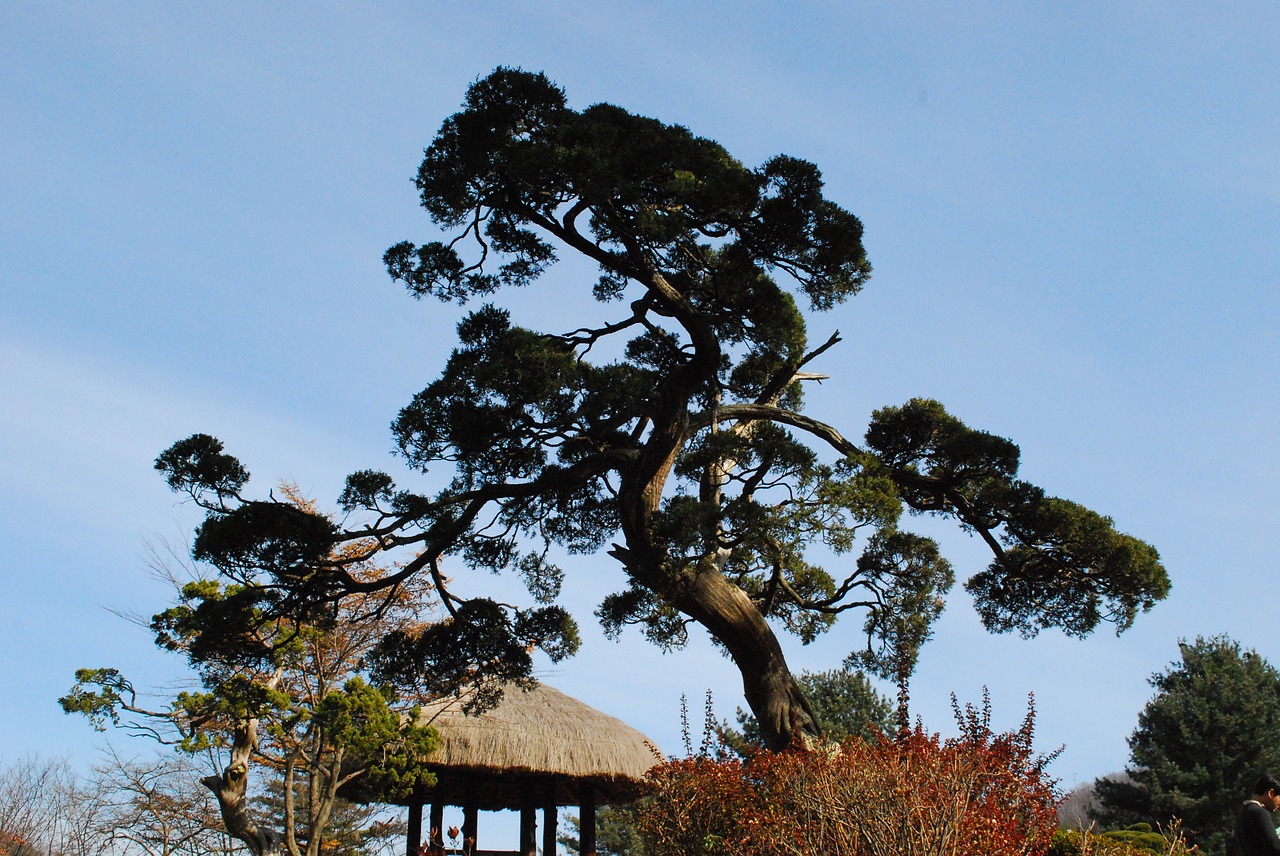 landscape pine wood free photo