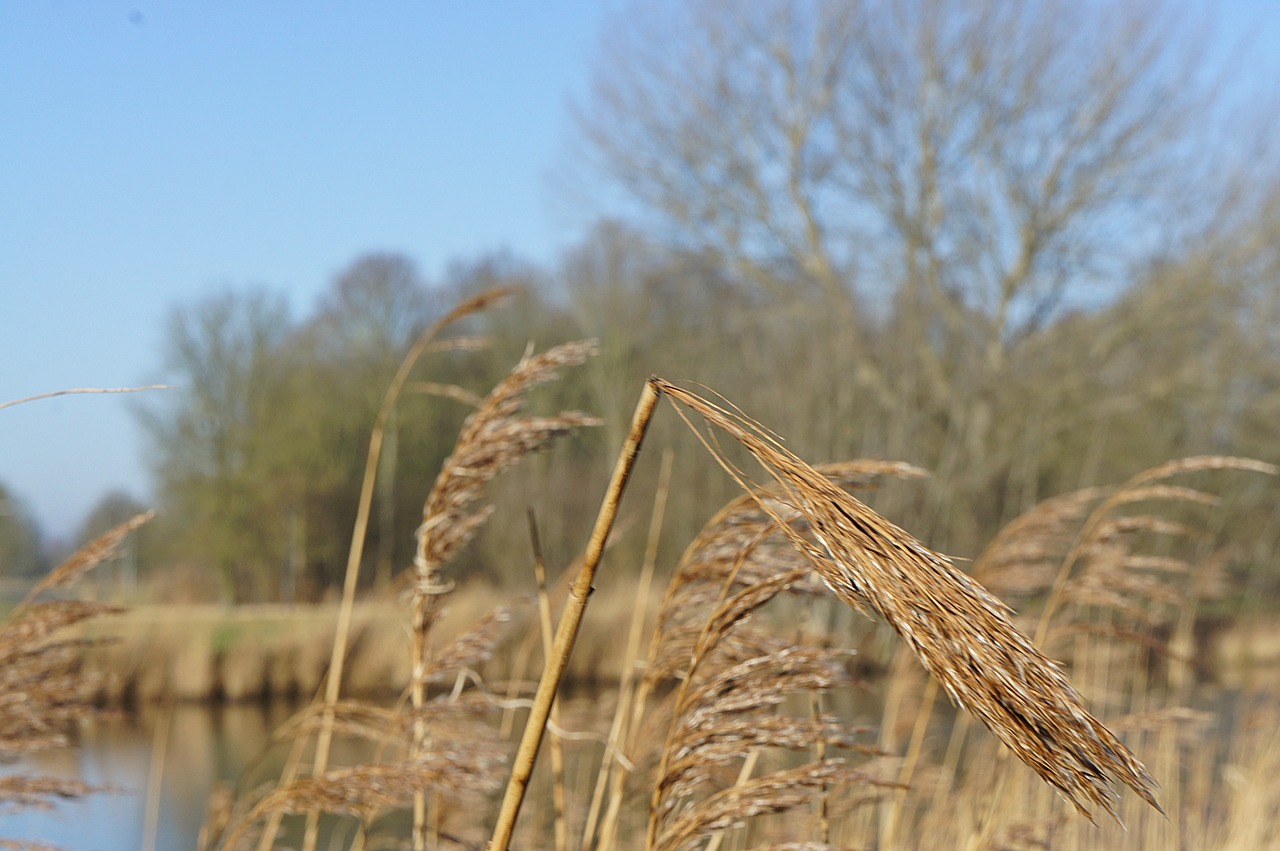 landscape reed branches free photo