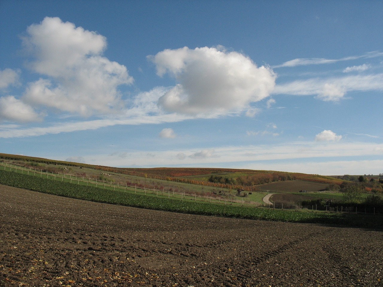 landscape vines vineyard free photo