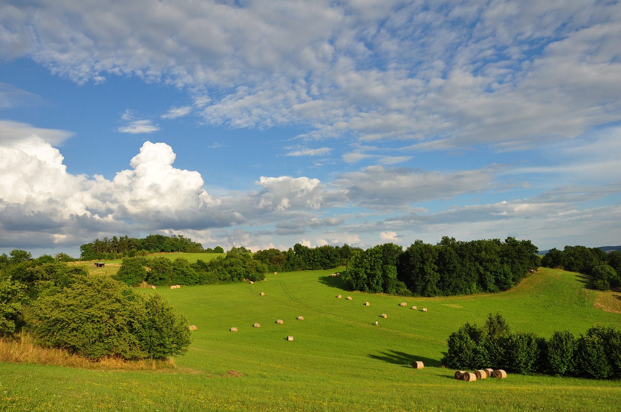 landscape summer trees free photo