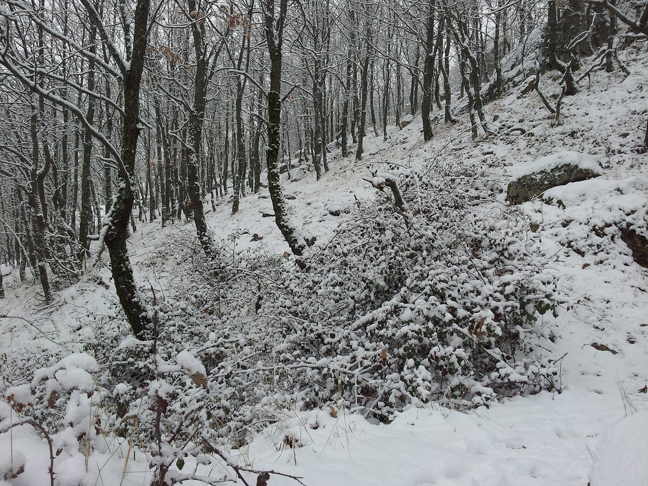 landscape winter snow free photo