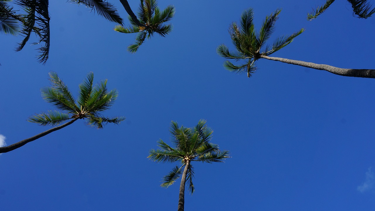 landscape blue sky and white clouds woods free photo