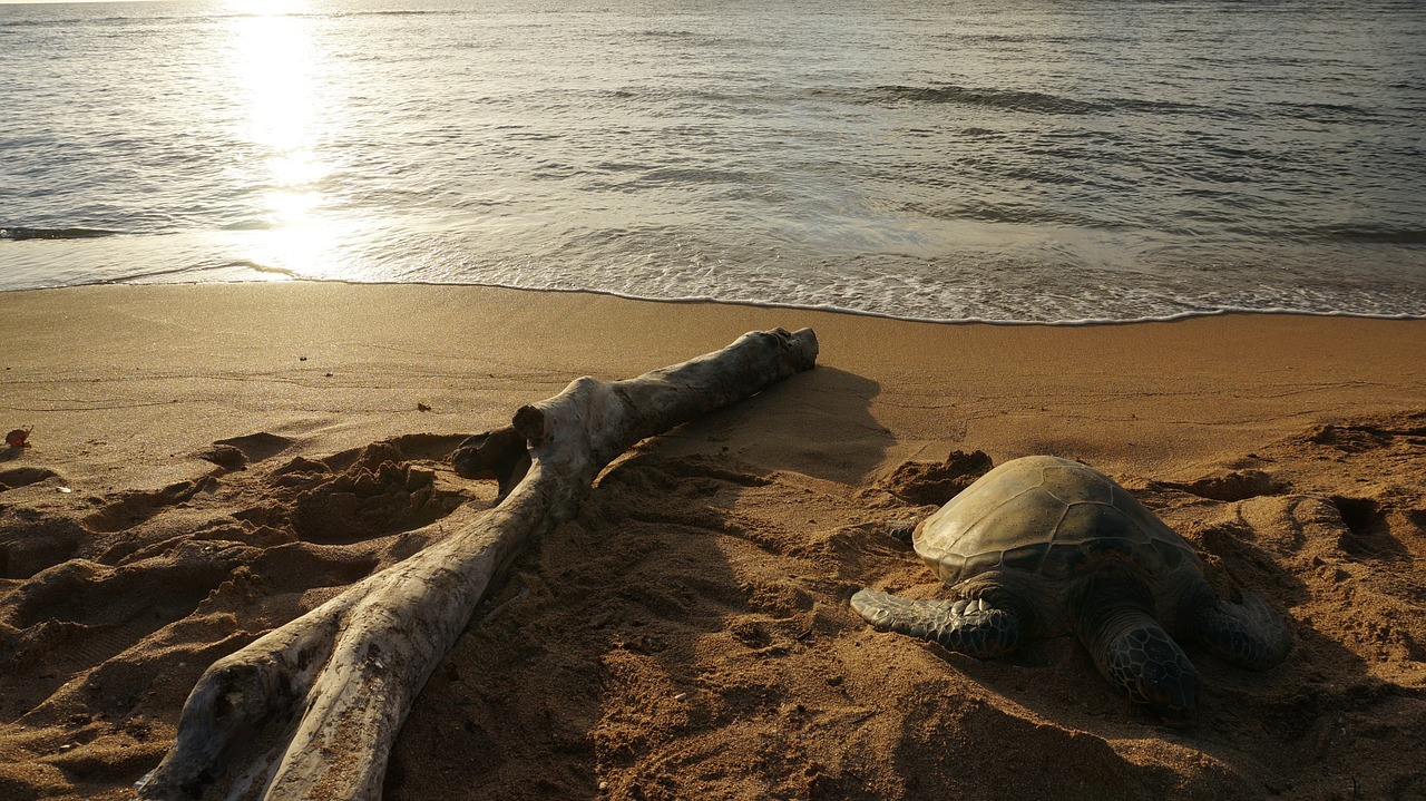 landscape the sea the evening sun free photo