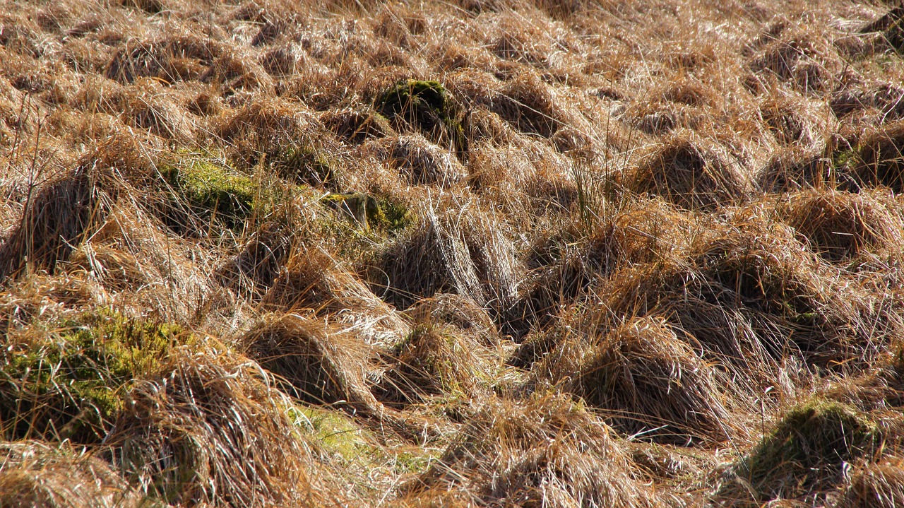 landscape venn belgium free photo