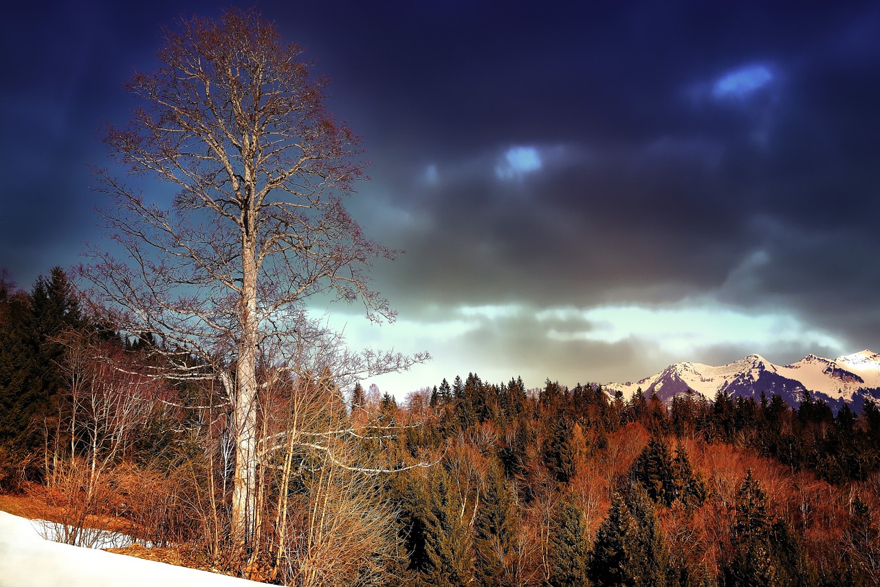 landscape mountains forest free photo