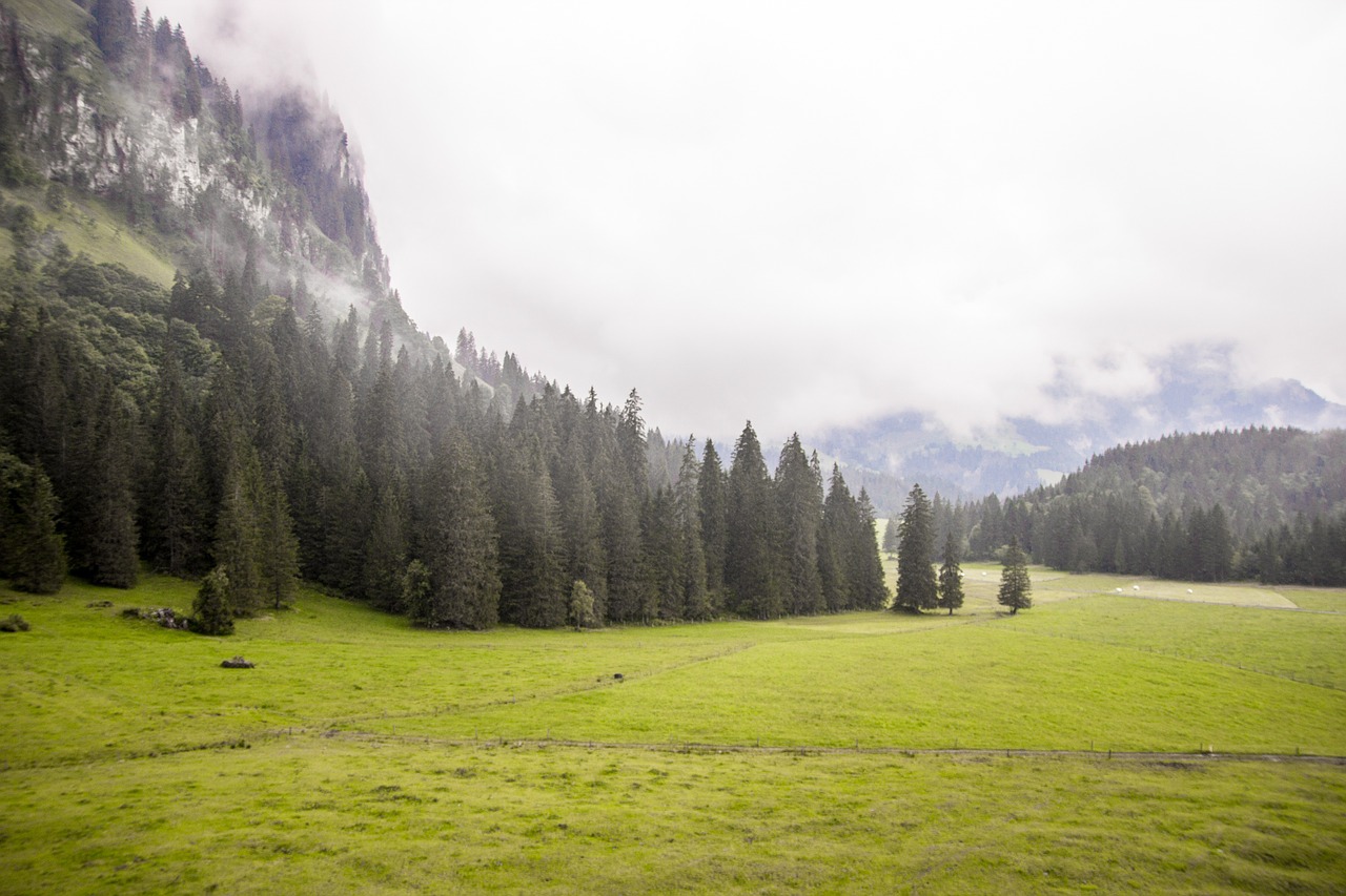 landscape greenery nature free photo