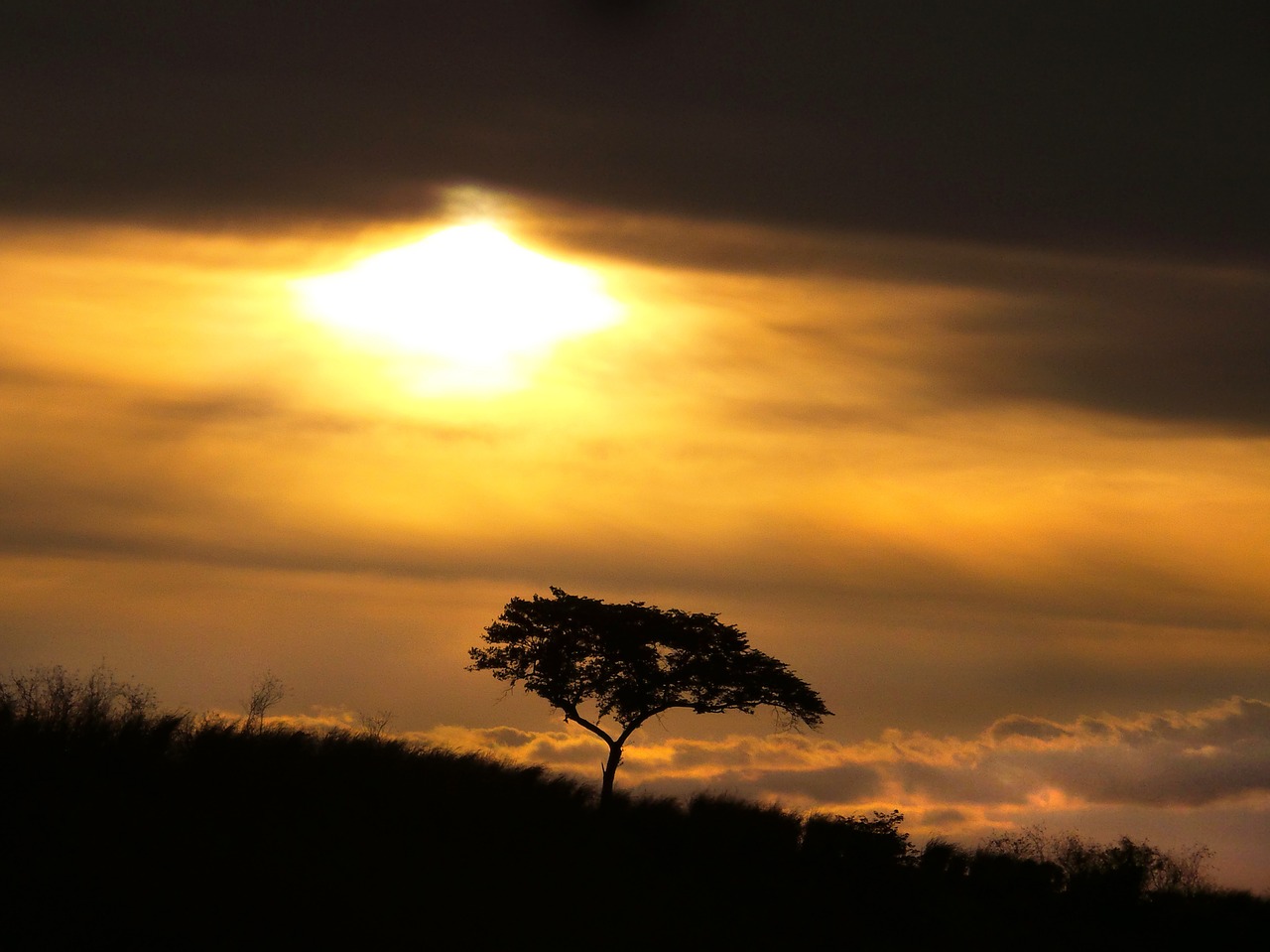 landscape tree mystery free photo