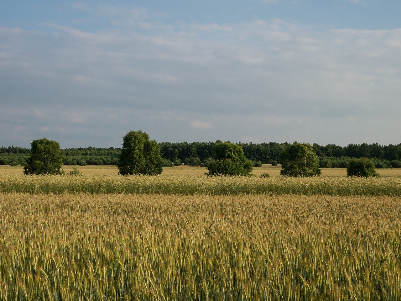 landscape village corn free photo