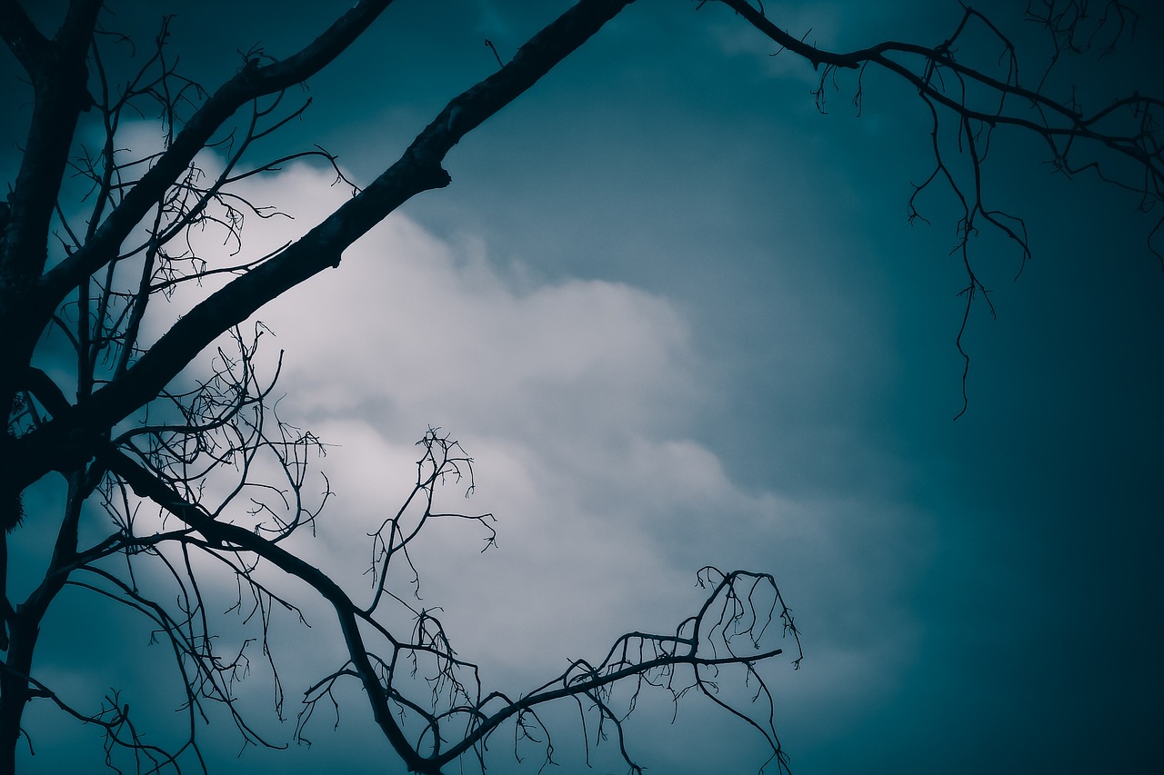 landscape dark tree free photo