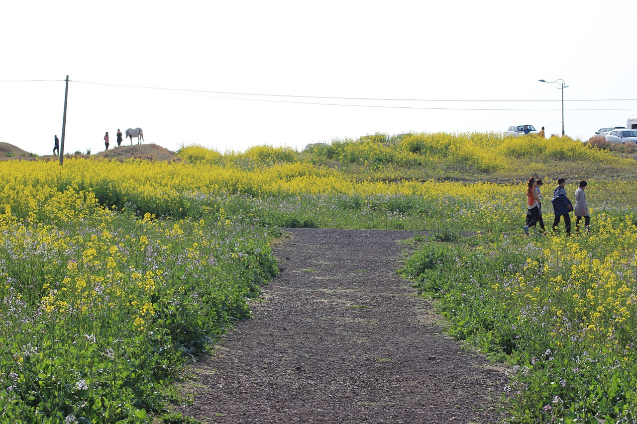 landscape flowers people free photo