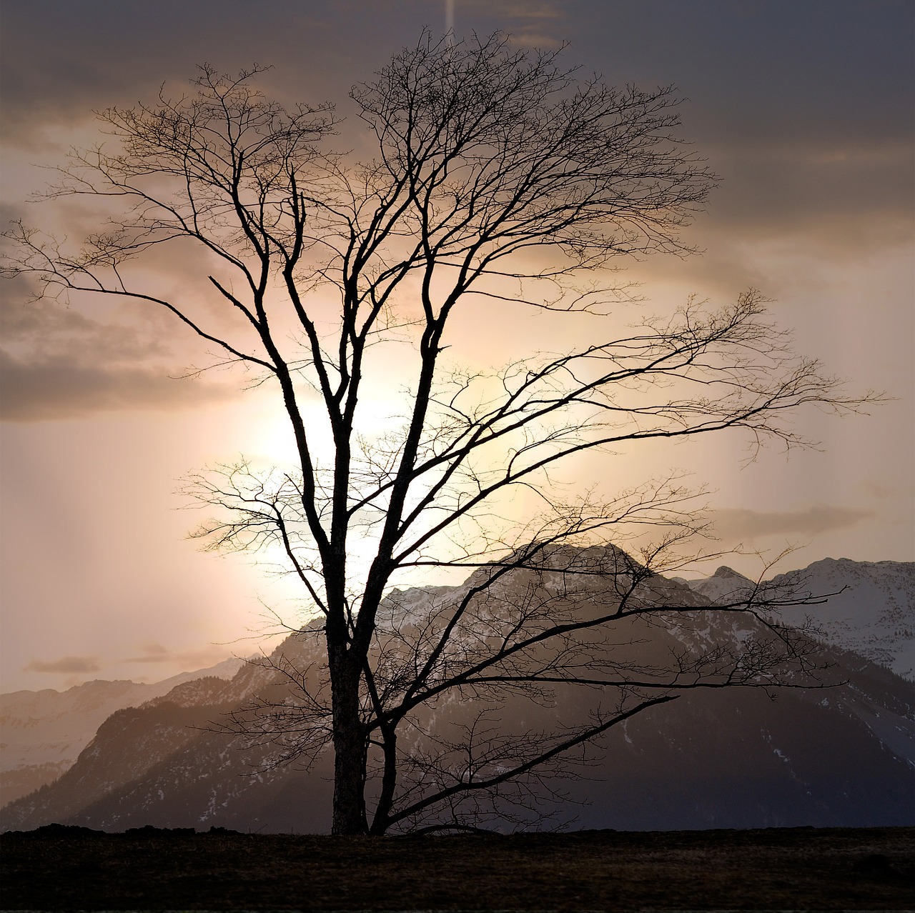 landscape tree mountains free photo