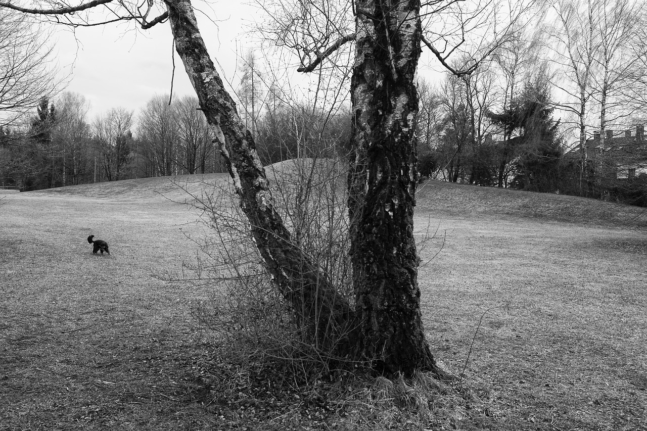 landscape black white tree free photo