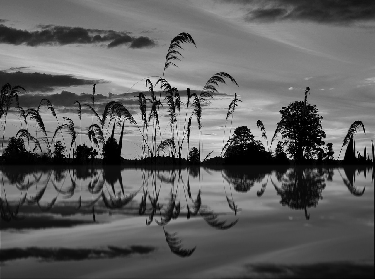 landscape water reed free photo