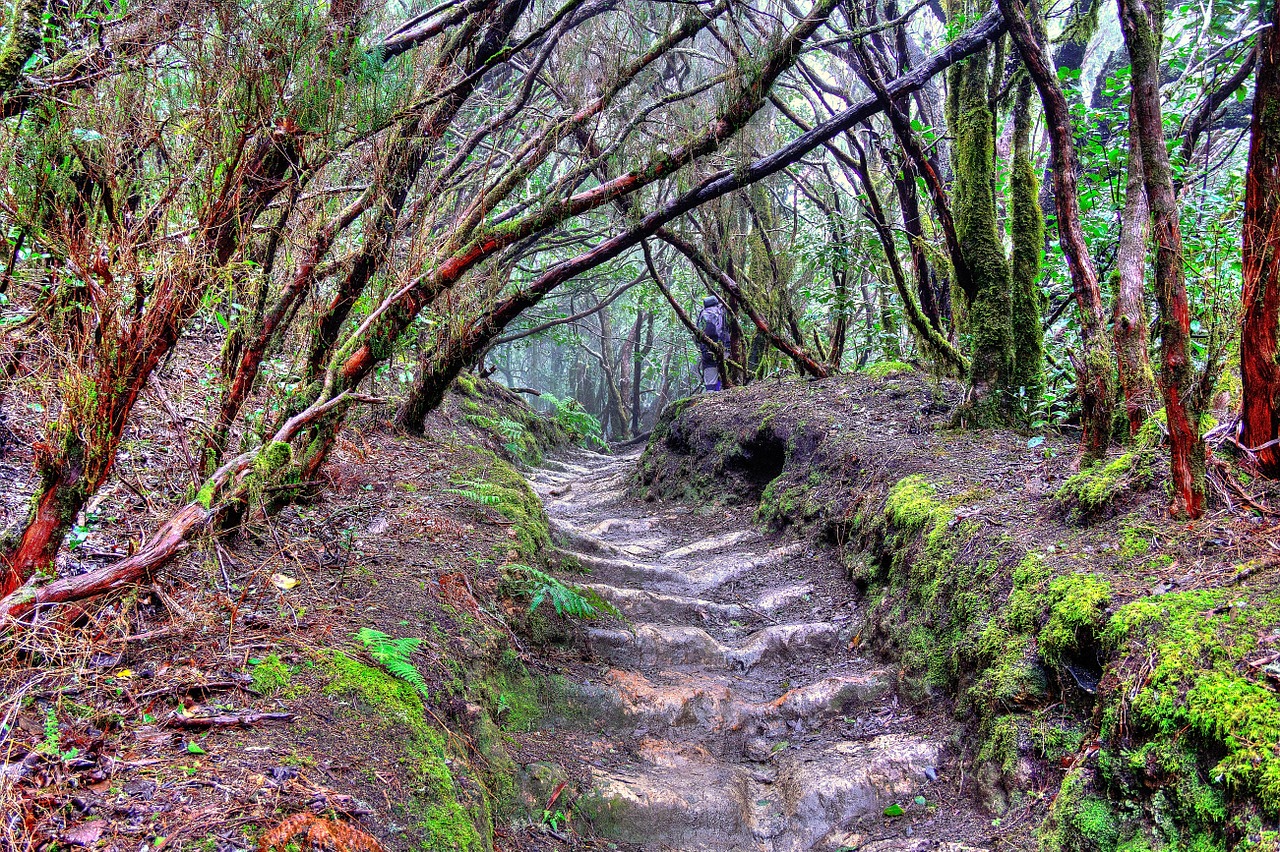 landscape jungle tenerife free photo