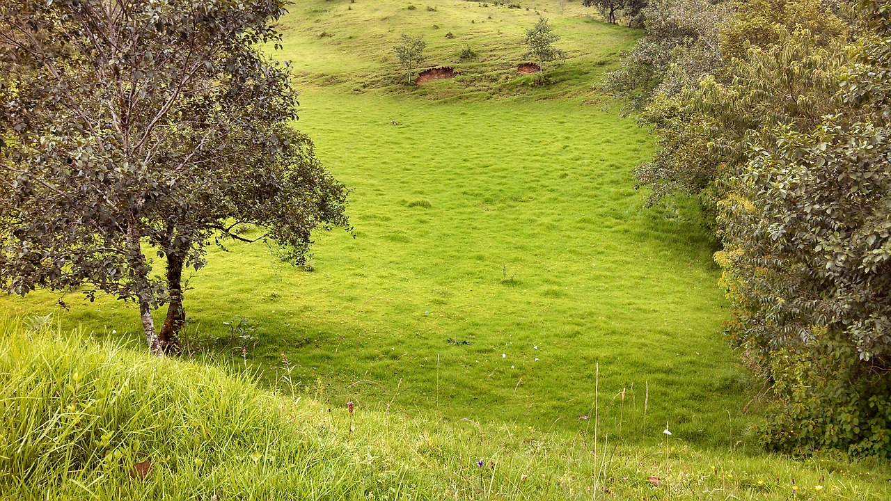 landscape tree grass free photo