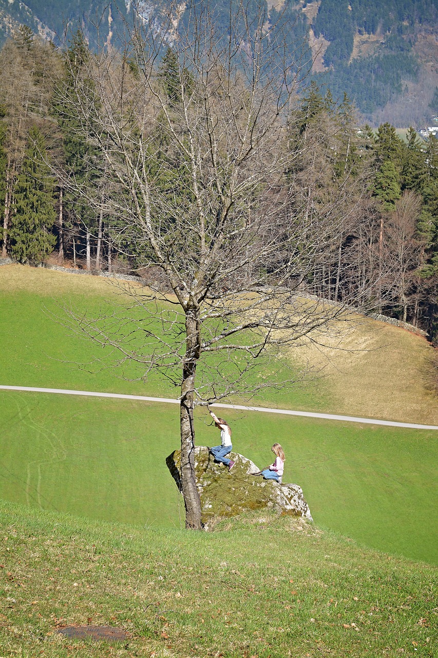 landscape tree reported free photo