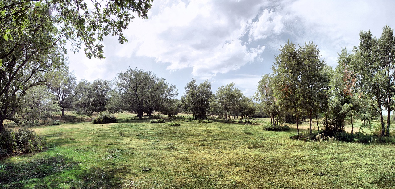 landscape nature trees free photo