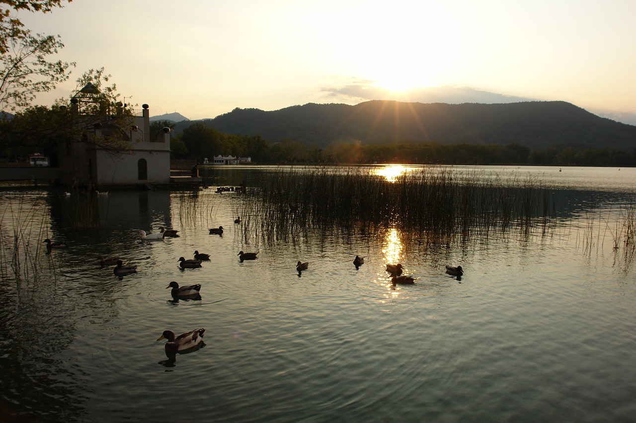landscape llac banyoles ducks free photo
