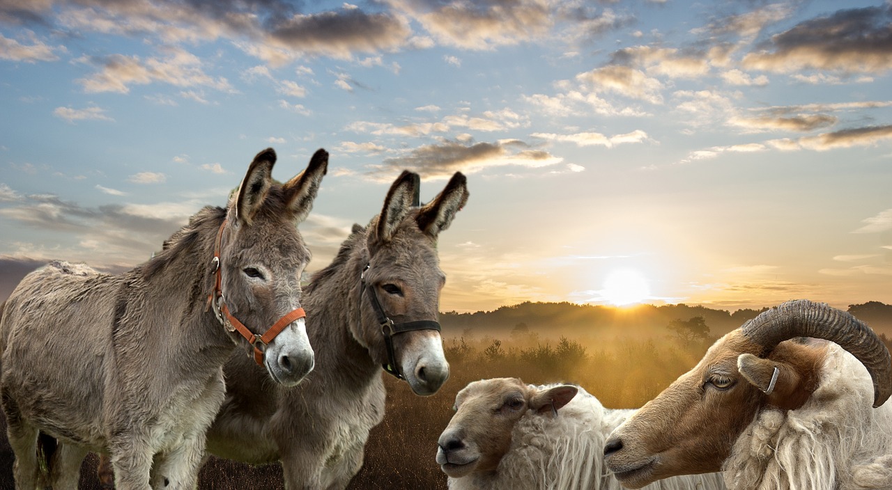 landscape animals donkeys free photo