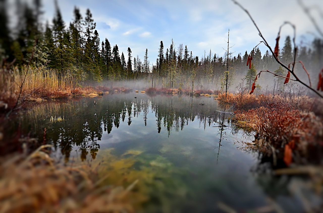 landscape marsh nature free photo