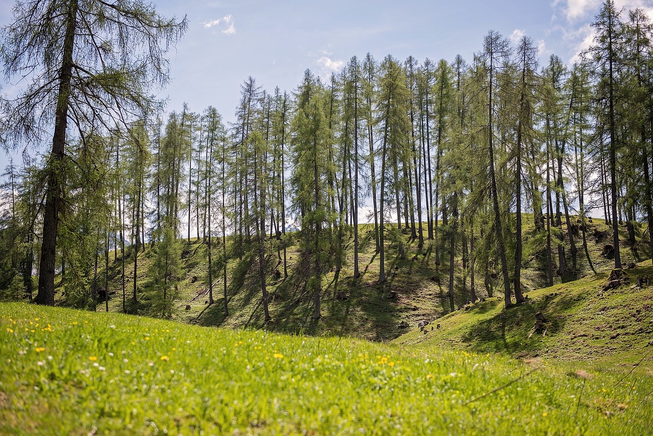 landscape meadow trees free photo