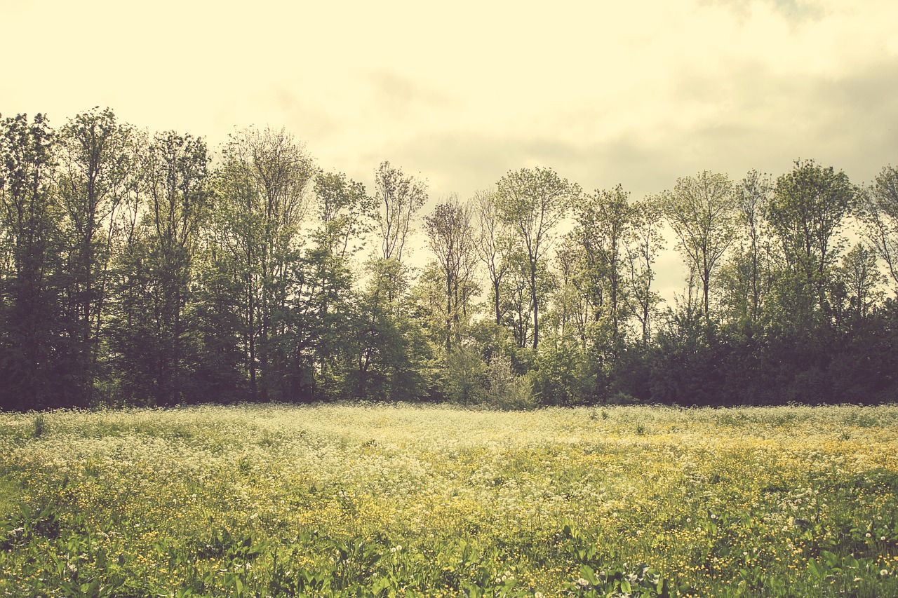 landscape netherlands spring free photo