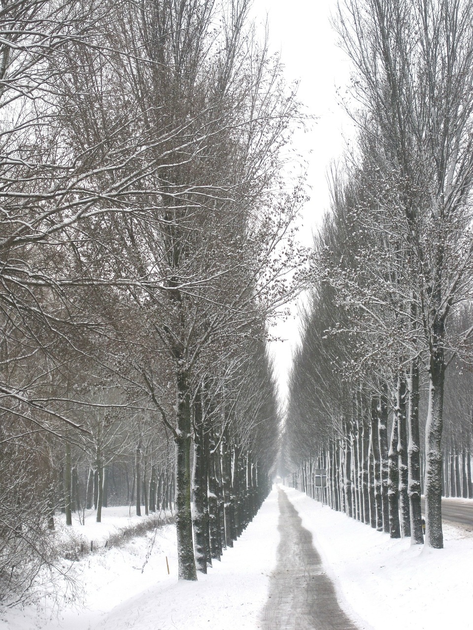 landscape winter snow free photo