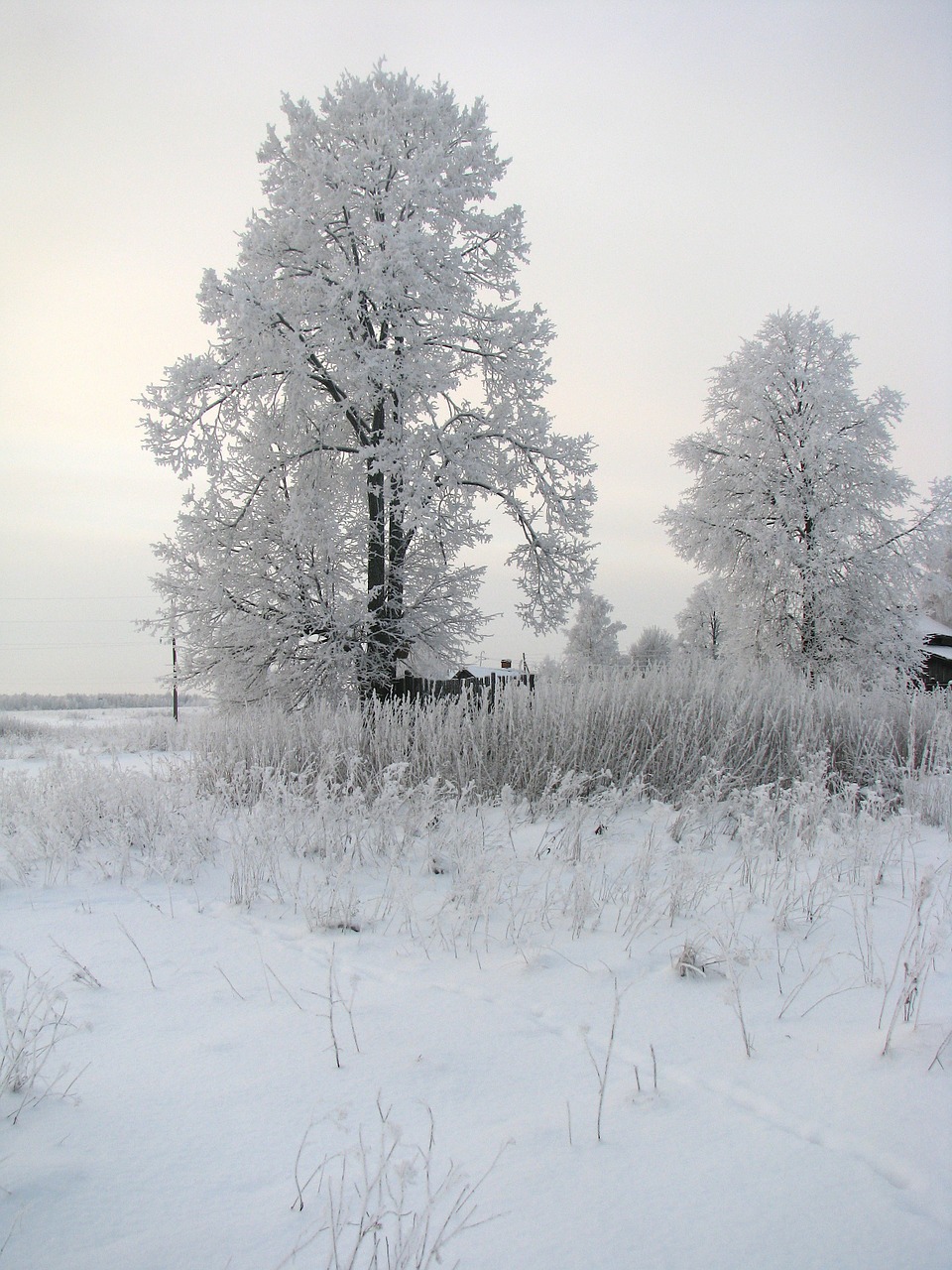 landscape winter snow free photo