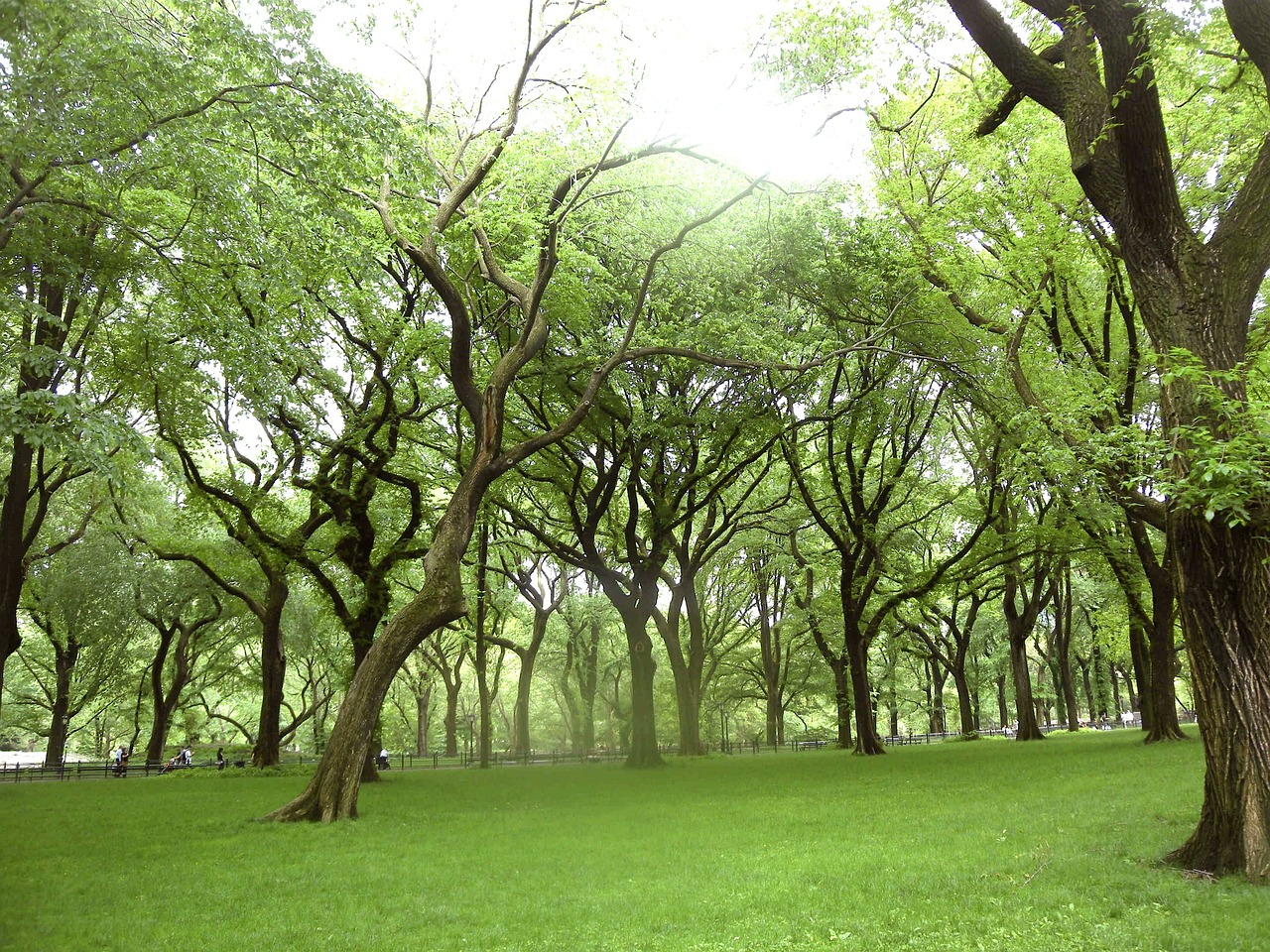 landscape park trees free photo