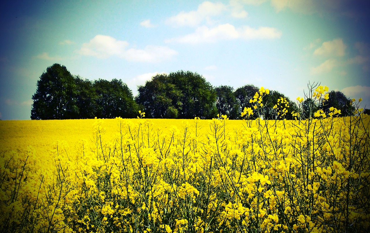 landscape field agriculture free photo