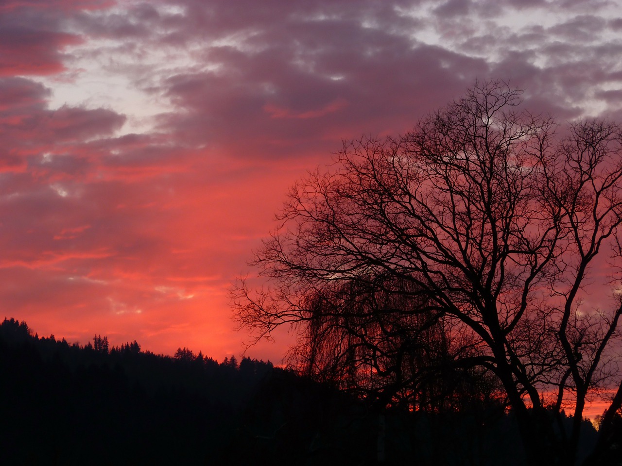 landscape trees forest free photo